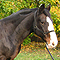 A horse at Brackenhurst campus