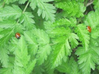 Ladybirds on leaves