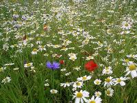 Meadow flowers