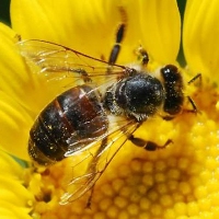 honey bee on flower